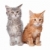 Maine · kittens · witte · groep · dier · oor - stockfoto © eriklam
