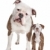 amerikan · bulldog · yetişkin · köpek · yavrusu · beyaz · aile · köpek - stok fotoğraf © eriklam