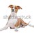 vegyes · fajta · kutya · fehér · stúdió - stock fotó © eriklam