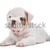 bulldog · cucciolo · cute · piano · isolato · bianco - foto d'archivio © eriklam