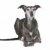 Old greyhound stock photo © eriklam