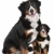 Berner · Sennenhund · Erwachsenen · Welpen · weiß · Familie · Hund - stock foto © eriklam