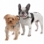 French Bulldog and a Yorkshire Terrier stock photo © eriklam