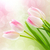 rosa · Tulpen · Frühling · bokeh · Licht · Blumen - stock foto © Es75