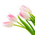Pink Tulips stock photo © Es75
