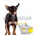 Hund · Warenkorb · rot · schwarz · weiß · Tier - stock foto © EwaStudio