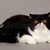 exotischen · Kurzhaar · Katze · Perserkatze · grau · Augen - stock foto © EwaStudio