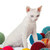 Cat Devon Rex on white background. kitten with balls of threads  stock photo © EwaStudio