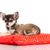 Chihuahua dog on red  pillow isolated on white background. portr stock photo © EwaStudio