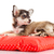 Chihuahua dog on red  pillow isolated on white background. portr stock photo © EwaStudio