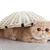 Exotic shorthair cat. Funny playful cat stock photo © EwaStudio