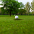 Golfball · Lippe · Tasse · Golf · Sport · grünen - stock foto © EwaStudio
