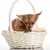 cesta · beleza · diversão · animal · apresentar · cachorro - foto stock © EwaStudio