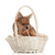cesta · beleza · diversão · animal · apresentar · cachorro - foto stock © EwaStudio