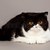 exotischen · Kurzhaar · Katze · Perserkatze · grau · Augen - stock foto © EwaStudio