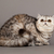 exótico · shorthair · gato · gato · persa · cinza · olhos - foto stock © EwaStudio