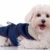 kutyakölyök · kék · ruházat · izolált · fehér · portré - stock fotó © feedough
