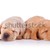 kettő · fáradt · labrador · retriever · kiskutyák · kép · alszik - stock fotó © feedough