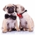 adorable · chiot · chiens · couple · dame · chuchotement - photo stock © feedough
