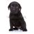 sevimli · küçük · siyah · labrador · retriever · köpek · yavrusu · oturma - stok fotoğraf © feedough