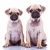 два · Cute · щенков · собаки · сидят · белый - Сток-фото © feedough