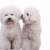 twee · gelukkig · honden · witte · een · ander - stockfoto © feedough