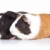 zwei · cute · Guinea · Schweine · isoliert · Seitenansicht - stock foto © feedough