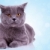 serios · engleză · pisică · uita · aparat · foto · albastru - imagine de stoc © feedough
