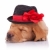 寝 · ラブラドル·レトリーバー犬 · 子犬 · クローズアップ · 画像 · かわいい - ストックフォト © feedough