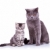 due · singolare · britannico · gatti · uno · piccolo - foto d'archivio © feedough