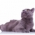 mare · engleză · pisică · vedere · laterala · uita - imagine de stoc © feedough