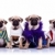 vier · puppy · honden · vergadering · witte · naar - stockfoto © feedough