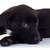 yandan · görünüş · siyah · köpek · yavrusu · köpek · sevmek · üzücü - stok fotoğraf © feedough