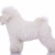 verbazingwekkend · permanente · witte · zijaanzicht · baby · hond - stockfoto © feedough