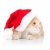 cat wearing a santa hat and looking to a side stock photo © feedough