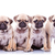 cztery · nudzić · szczeniak · psów · posiedzenia · stałego - zdjęcia stock © feedough