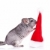 chinchilla playing with  a red santa hat  stock photo © feedough