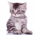 cute silver tabby baby cat stock photo © feedough