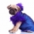 side view of a dressed pug puppy dog stock photo © feedough