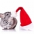 かわいい · チンチラ · サンタクロース · 帽子 · 赤 · 白 - ストックフォト © feedough