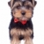 Standing yorkshire puppy with red bow stock photo © feedough
