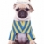 cute pug puppy dog wearing clothes stock photo © feedough