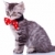 cat wearing red neck bow stock photo © feedough