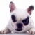 francese · bulldog · mesi · bianco · sfondo · pensare - foto d'archivio © feedough