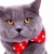  big english cat wearing a red bow tie stock photo © feedough