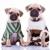two dressed pug puppy dogs stock photo © feedough