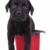 sevimli · küçük · siyah · Labrador · labrador · retriever · köpek · yavrusu - stok fotoğraf © feedough