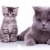 doua · curios · britanic · pisici · uita · in · jos - imagine de stoc © feedough