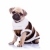 Cute · щенков · собака · одежды · глядя - Сток-фото © feedough