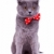 cat wearing a red bow tie stock photo © feedough
